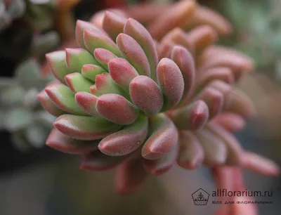 Файл:Seasonal changes in sedum.jpg — Википедия