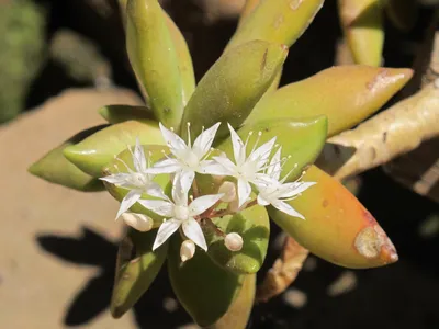 File:Sedum nussbaumerianum Madagascar01.jpg - Wikimedia Commons