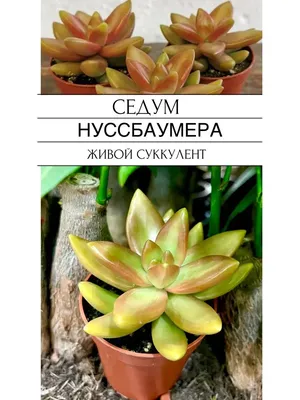 Суккулентные растения, Петр Лапшин, каталог для заказа - succulents by  Peter Lapshin