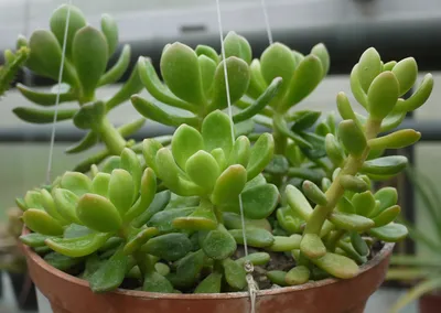 Sedum ADOLPHII - SUCCULENT.KUPI