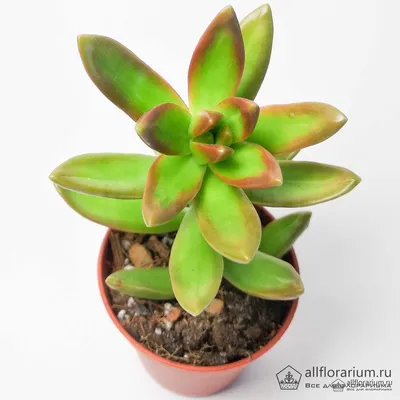 Хавортия ладьевидная (Haworthia cymbiformis), 10см купить, цена в Киеве,  Львове, Одессе | Magic Gardens