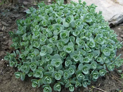 Sedum ewersii. Очиток Эверса