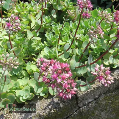 Седум Эверса круглолистный (Sedum ewersii var. cyclopbyllum Nanum)