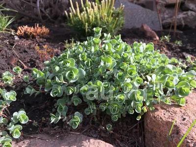 Саженцы Очиток Эверса (Sedum ewersii) из питомника растений Гринстрана  купить по цене от 0 рублей | Описание, фото, доставка, консультация —  Гринстрана.ру