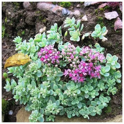 Очиток Эверса (Sedum ewersii)