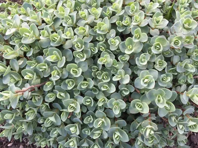 Очиток Эверса (Sedum ewersii)