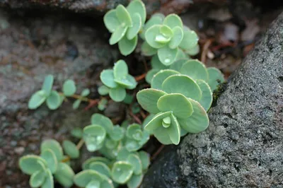 Очиток Эверса (Sedum Ewersii) | Lilac Garden