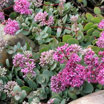 Очиток Эверса (Sedum ewersii)