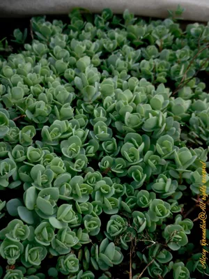 Очиток (Sedum) | ПИТОМНИК РАСТЕНИЙ СЕРЕБРЯКОВЫХ