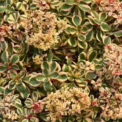 Очиток Эверса (Sedum ewersii)