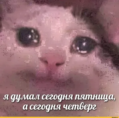 Сегодня пятница
