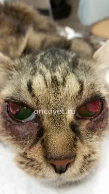 Корнеальный секвестр кошек/Corneal sequestrum in cats