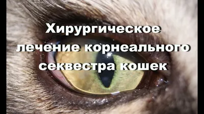 Корнеальный секвестр у кошек, лечение корнеального секвестра у кошек |  Офтальмологическое отделение ветеринарной клиники