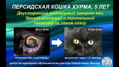 Виды глазных заболеваний у кошек ▻ Фото ▻Травмы и повреждения глаза ▻  Конъюнктивиты, кератиты ▻ Заворот и выворот век ▻ Синдром плачущих глаз ✓  Диагностика ✓ Терапия ✓ Микрохирургия ✓ Стационар ✓