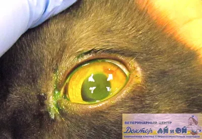 Секвестр роговицы кошки: фото с возможностью выбора формата