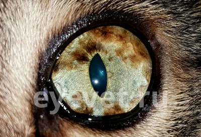 Секвестр роговицы у кошки: фотографии в высоком качестве