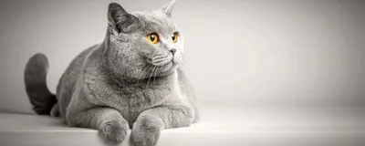 Фотографии секвестра роговицы у кошки: скачивайте в хорошем качестве