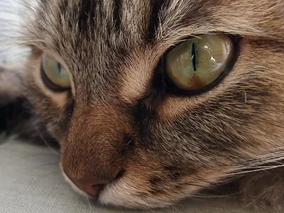 Фото секвестра роговицы у кошки настолько реалистичное