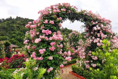 Саженец плетистой розы Девичьи грёзы фото и описание сорта 🌱 купить  саженец плетистой розы Девичьи грёзы почтой недорого в Москве