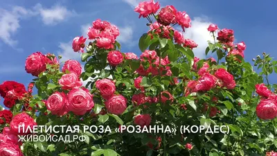 Всё про розы. - Плетистая роза Джардина Rose Giardina Tantau, Германия 2008  Фото: Александр Чумичев, г.Борисоглебск, Воронежская область Плетистая роза  из серии ностальгических роз. Крупные, квартированные цветки чудесного  нежно-розового цвета появляются в