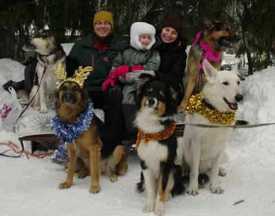 Семейная фотосессия зимой с собакой | Фотосессия, Семейные фотосессии,  Рождественские фотосессии
