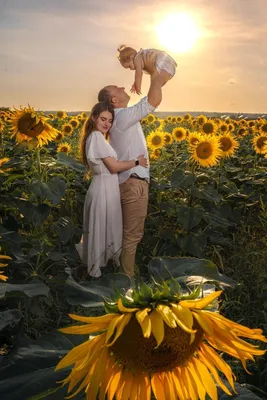Подсолнухи, фотосессия в подсолнухах | Семейные фотосессии, Подсолнухи,  Фотосессия