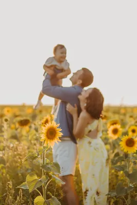 Семейная фотосессия в подсолнухах | Sunflower photography, Sunflower field  pictures, Sunflower pictures