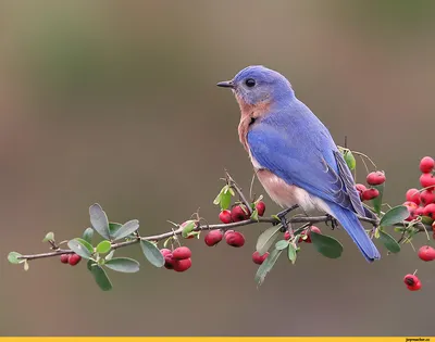 Sylvia Melanocephala Или Сардинская Камышевка Вид Воробьиных Птиц Из  Семейства Sylviidae — стоковые фотографии и другие картинки Биология -  iStock