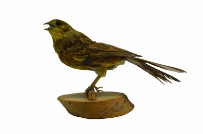 Сиалии — род воробьиных, семейства дроздовых (Turdidae). / живность ::  Bluebird :: птицы / смешные картинки и другие приколы: комиксы, гиф  анимация, видео, лучший интеллектуальный юмор.