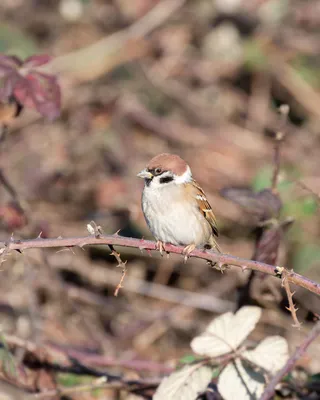 Coccothraustes Coccothraustes Или Grosbeak Вид Воробьиных Птиц Из Семейства  Fringillidae — стоковые фотографии и другие картинки Grosbeak - iStock