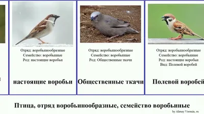 Птица, отряд воробьинообразные, семейство воробьиные воробей каменный birds  снежный вьюрок Рыжий - YouTube