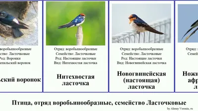 Смелые воробьи учат собратьев бесстрашию | Птица дома | Дзен