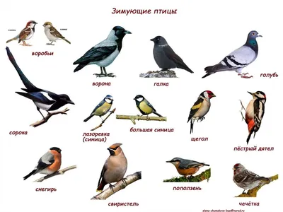дом воробьев — птица семейства воробьёв Passeridae Стоковое Изображение -  изображение насчитывающей жизнь, обще: 221708311