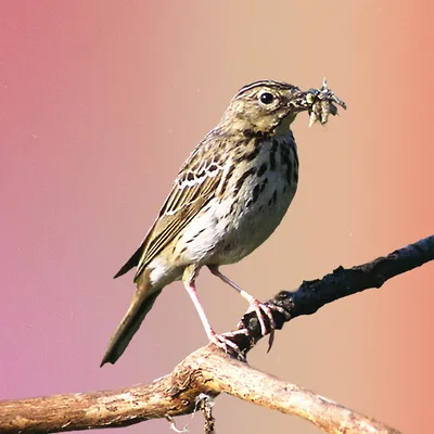 Passer hispaniolensis — мавританский воробей — вид воробьиных птиц семейства  воробьиных. | Премиум Фото
