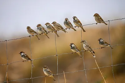 Полевой воробей | BirdWatch.by