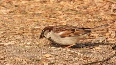 Мужской Дом Воробей Или Прохожий Domesticus - Птица Семейства Воробьев  Passeridae, Найденная В Большинстве Районов Мира Фотография, картинки,  изображения и сток-фотография без роялти. Image 84395335