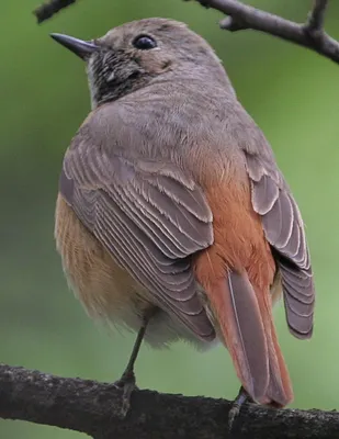 Aegithalos caudatus — вид воробьиных птиц семейства эгиталид. | Премиум Фото