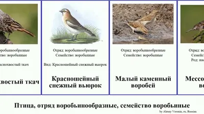 Птица, отряд воробьинообразные, семейство воробьиные воробей каменный  вьюрок снежный bird ткач - YouTube