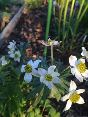 Анемона (Ветреница) пучковая или Нарциссоцветковая (Anemone  fasciculata/narcissiflora)