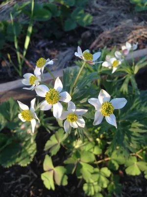 Анемона (Ветреница) пучковая или Нарциссоцветковая (Anemone  fasciculata/narcissiflora)