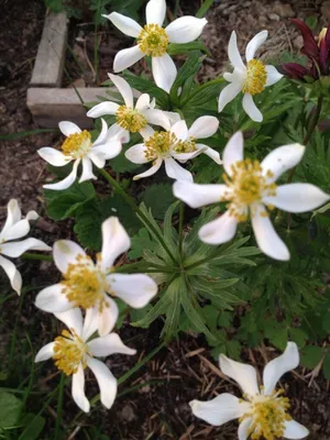 Анемона (Ветреница) пучковая или Нарциссоцветковая (Anemone  fasciculata/narcissiflora)