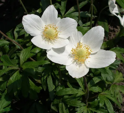 Анемона цветок: фото, описание, выращивание, посадка, отзывы, уход в  открытом грунте