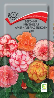 Семена бегония Поиск Америгибрид пикоти 21683 1 уп. - купить в Москве, цены  на Мегамаркет