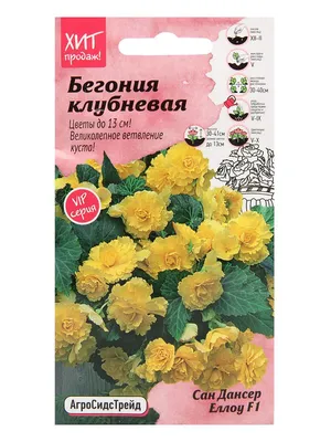 Семена Бегонии Шансон Ванильно-желтая 10 сем купить в Украине с доставкой |  Цена в Svitroslyn.ua