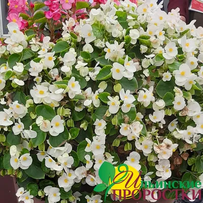 Бегония клубневая АмериГибрид Раффлд Желтая Begonia tuberosa AmeriHybrid  Ruffled Yellow - купить семена цветов с доставкой по Украине в магазине  Добродар