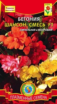 ᐉ Семена Бегония Гоу Гоу F1 смесь Професійне насіння ТД Гекса-Украина  02-04-008 10 шт. (IR002890)