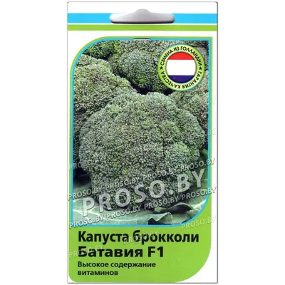 Семена Капуста брокколи Фортуна 0,5гр. купить за 50 рублей в  интернет-магазине fermerz.ru. Доставка по всей России. Продажа | Цена |  Отзывы