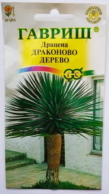 Гавриш Драцена Драконово дерево - купить по выгодным ценам в  интернет-магазине OZON (303528170)