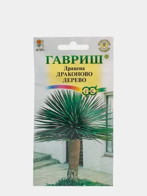 Драцена Драконово дерево (семена,цветы) купить по цене 119 ₽ в  интернет-магазине KazanExpress