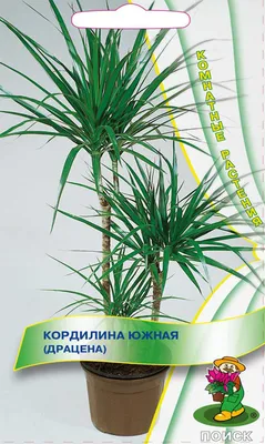 Драцена Маргината микс x 2 17/80 - Доставка свежих цветов в Красноярске